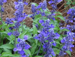 Salvia-Evolution Violet.